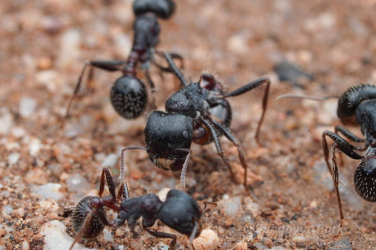 Pogonomyrmex rugosus "black"