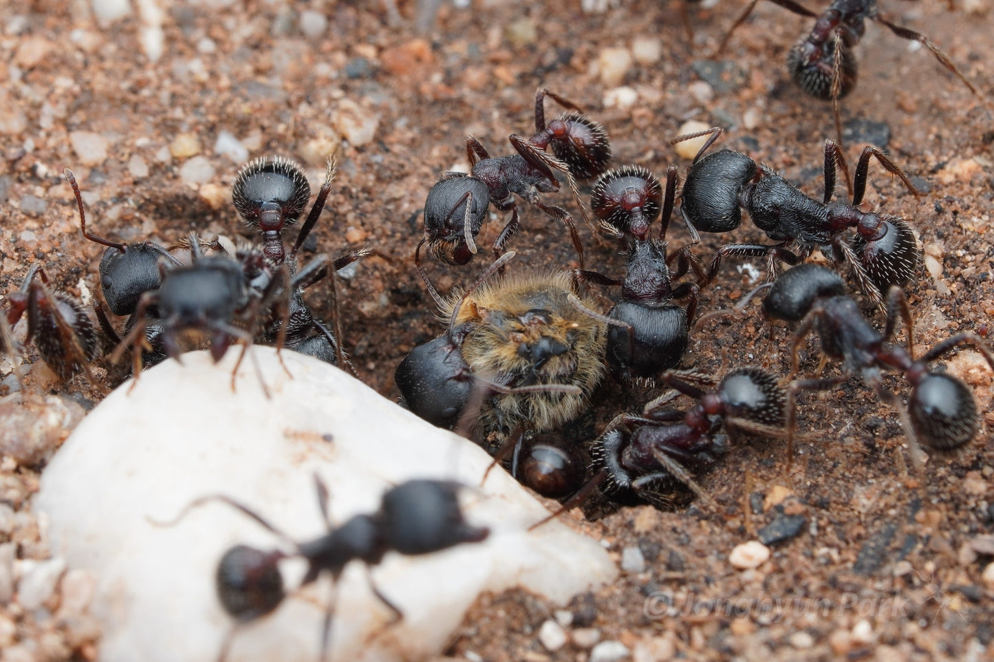 Pogonomyrmex rugosus "black"