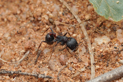 Pogonomyrmex rugosus "black"