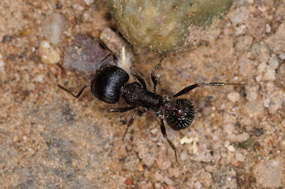 Pogonomyrmex rugosus "black"