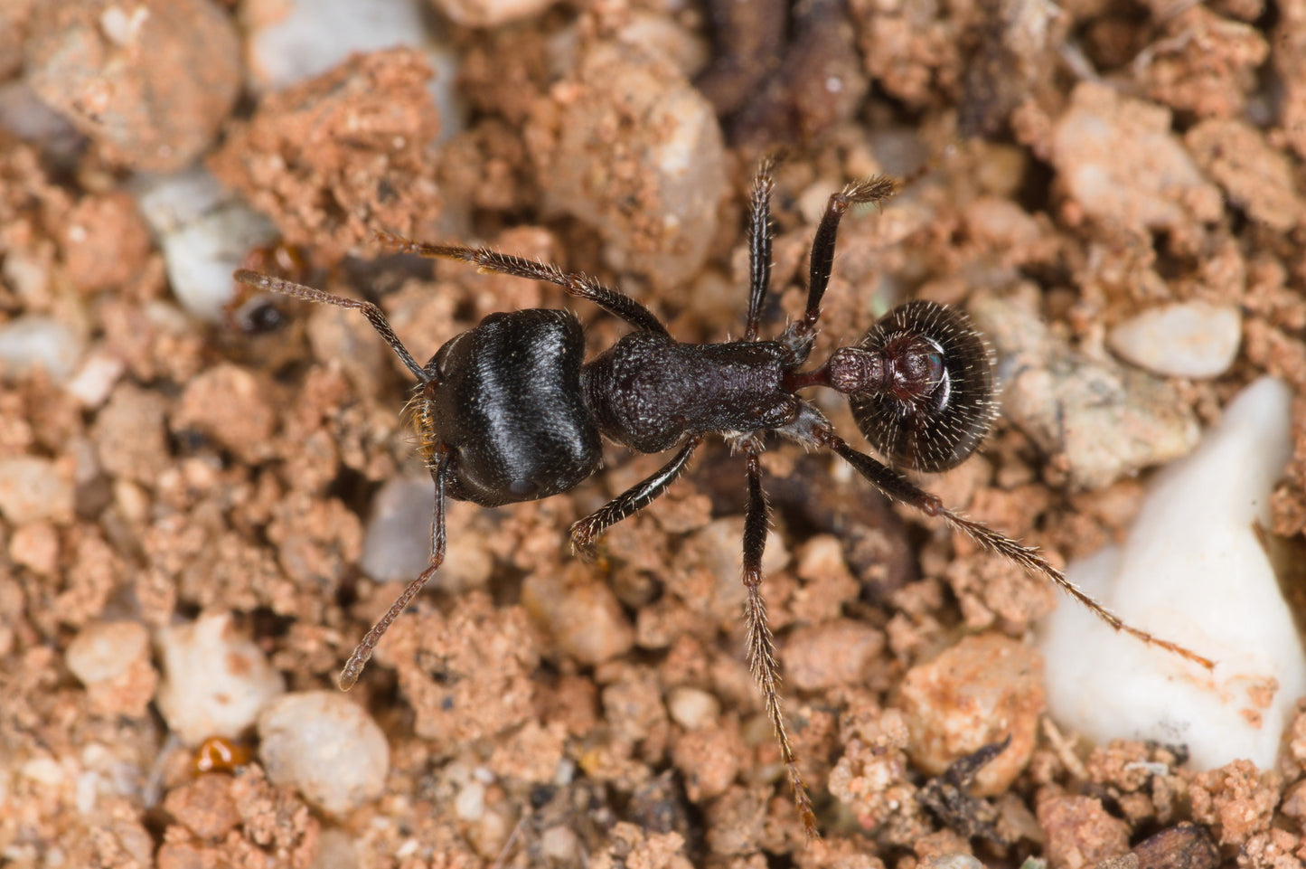 Pogonomyrmex rugosus "black"