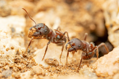 Pogonomyrmex rugosus "red and black"