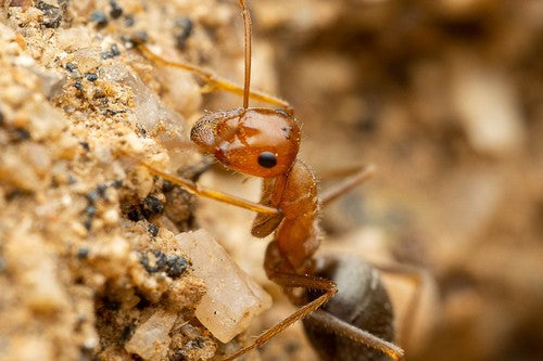 Myrmecocystus semirufus