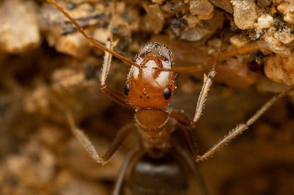 Myrmecocystus semirufus