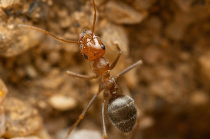 Myrmecocystus semirufus