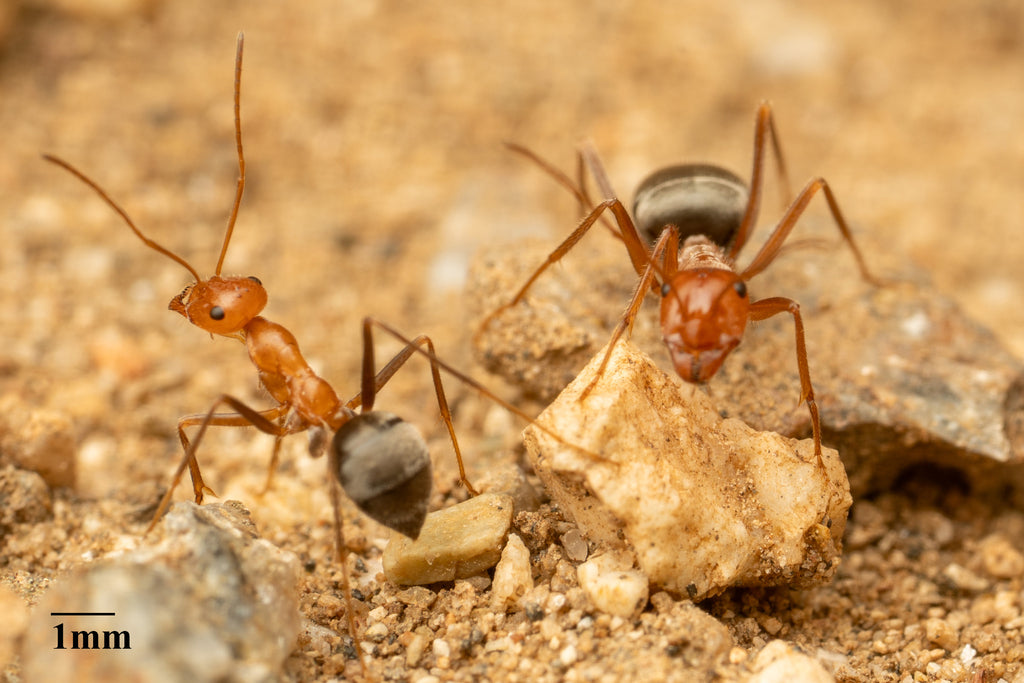 Myrmecocystus semirufus