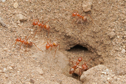 Myrmecocystus wheeleri