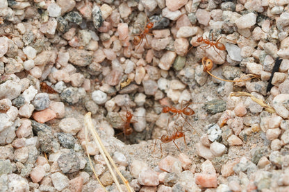 Myrmecocystus wheeleri