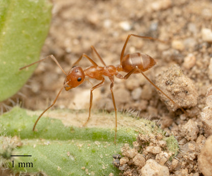 Myrmecocystus wheeleri