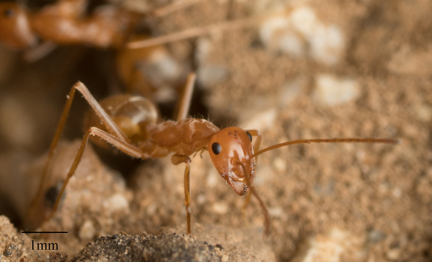 Myrmecocystus wheeleri