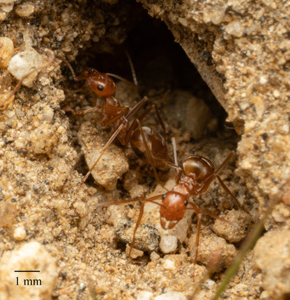 Myrmecocystus wheeleri