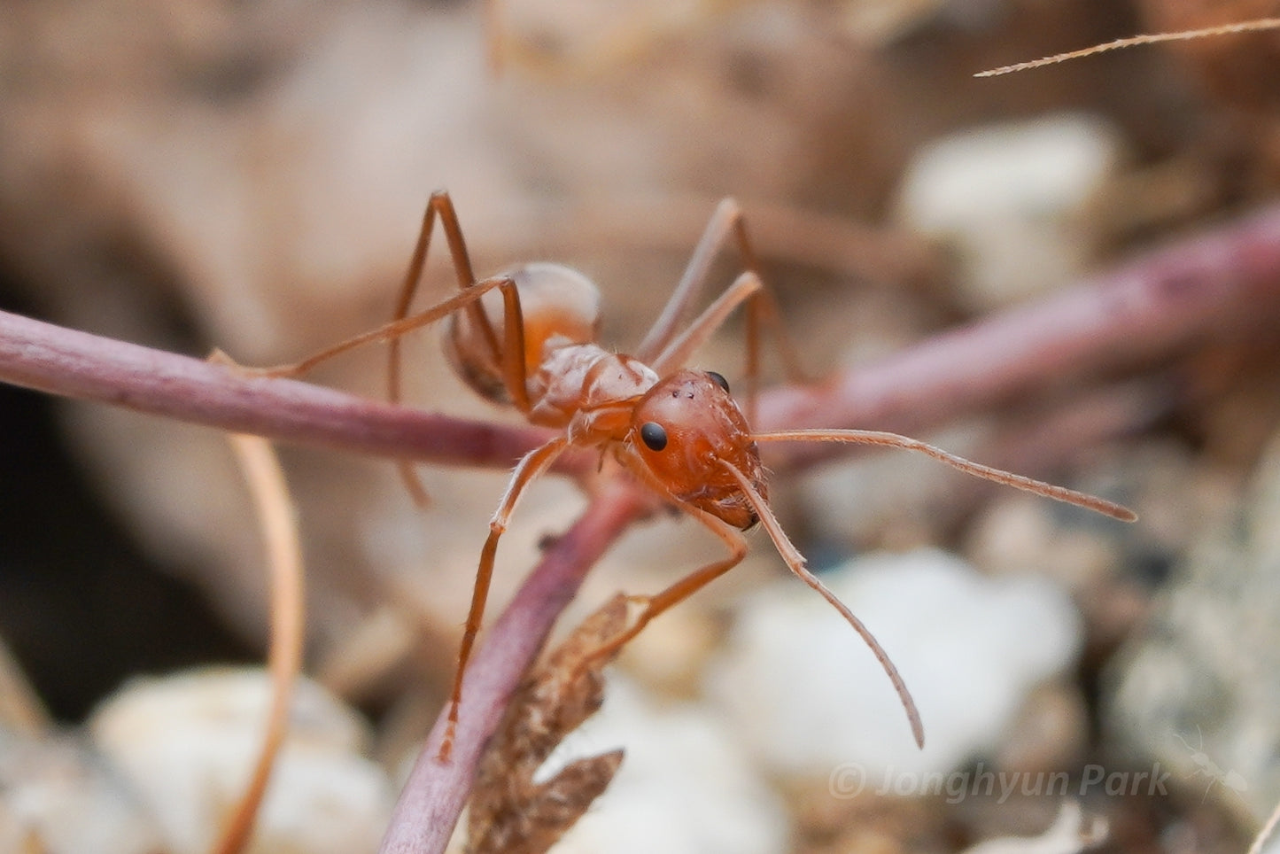 Myrmecocystus wheeleri