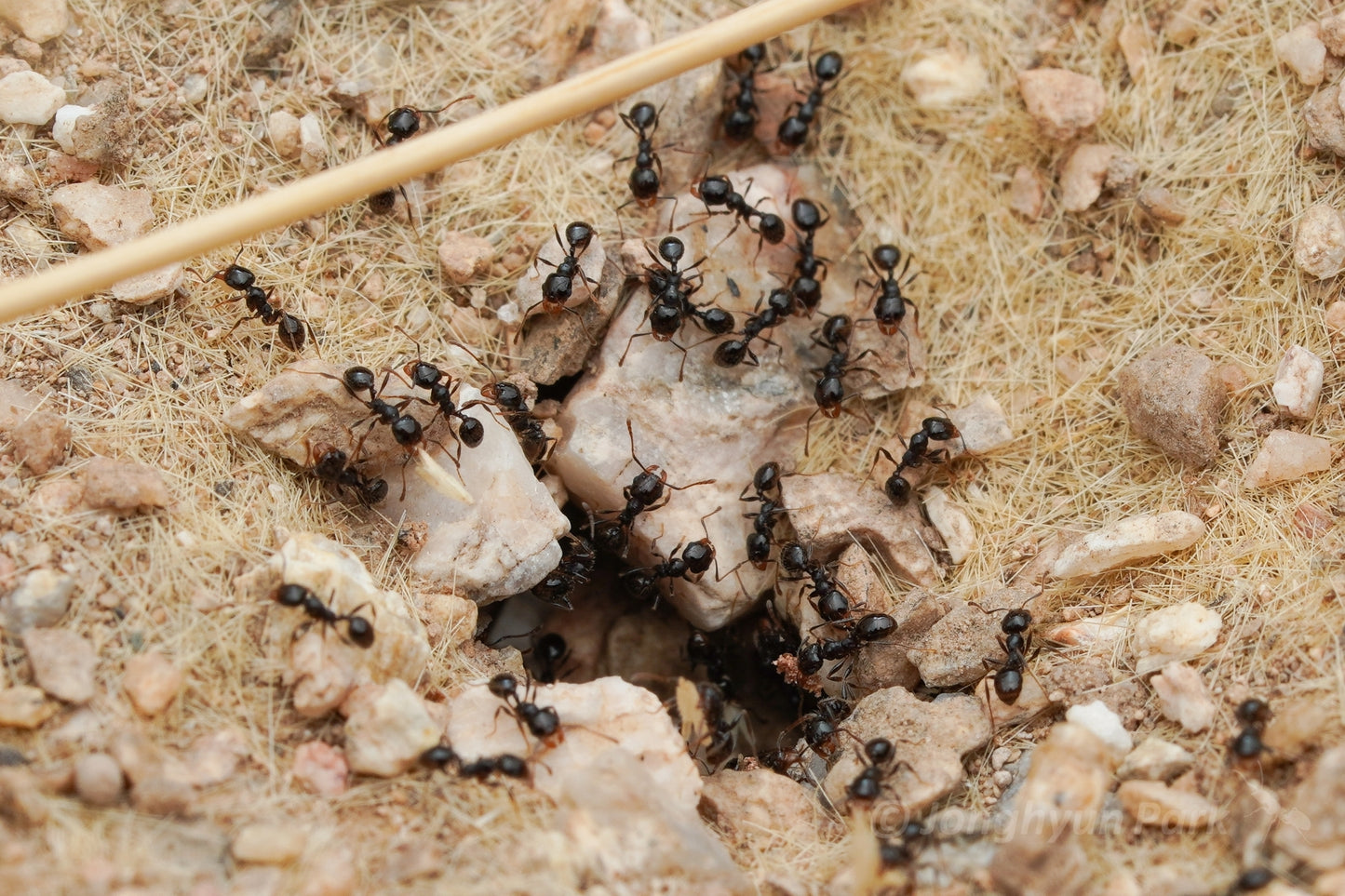 Pheidole xerophila