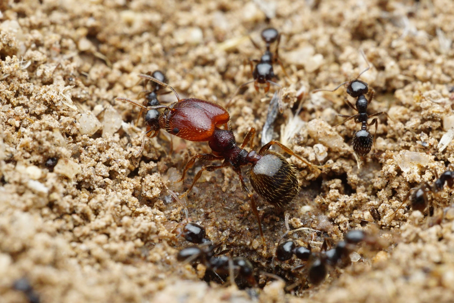 Pheidole xerophila