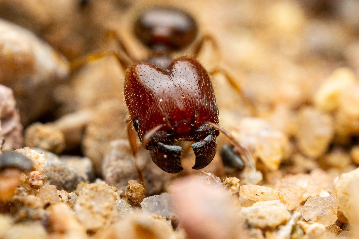 Pheidole xerophila