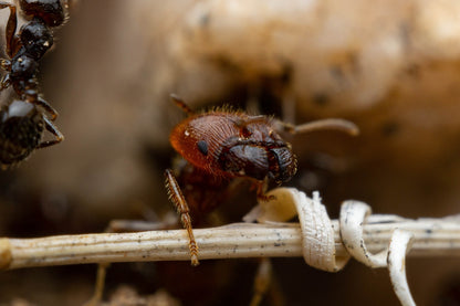 Pheidole xerophila