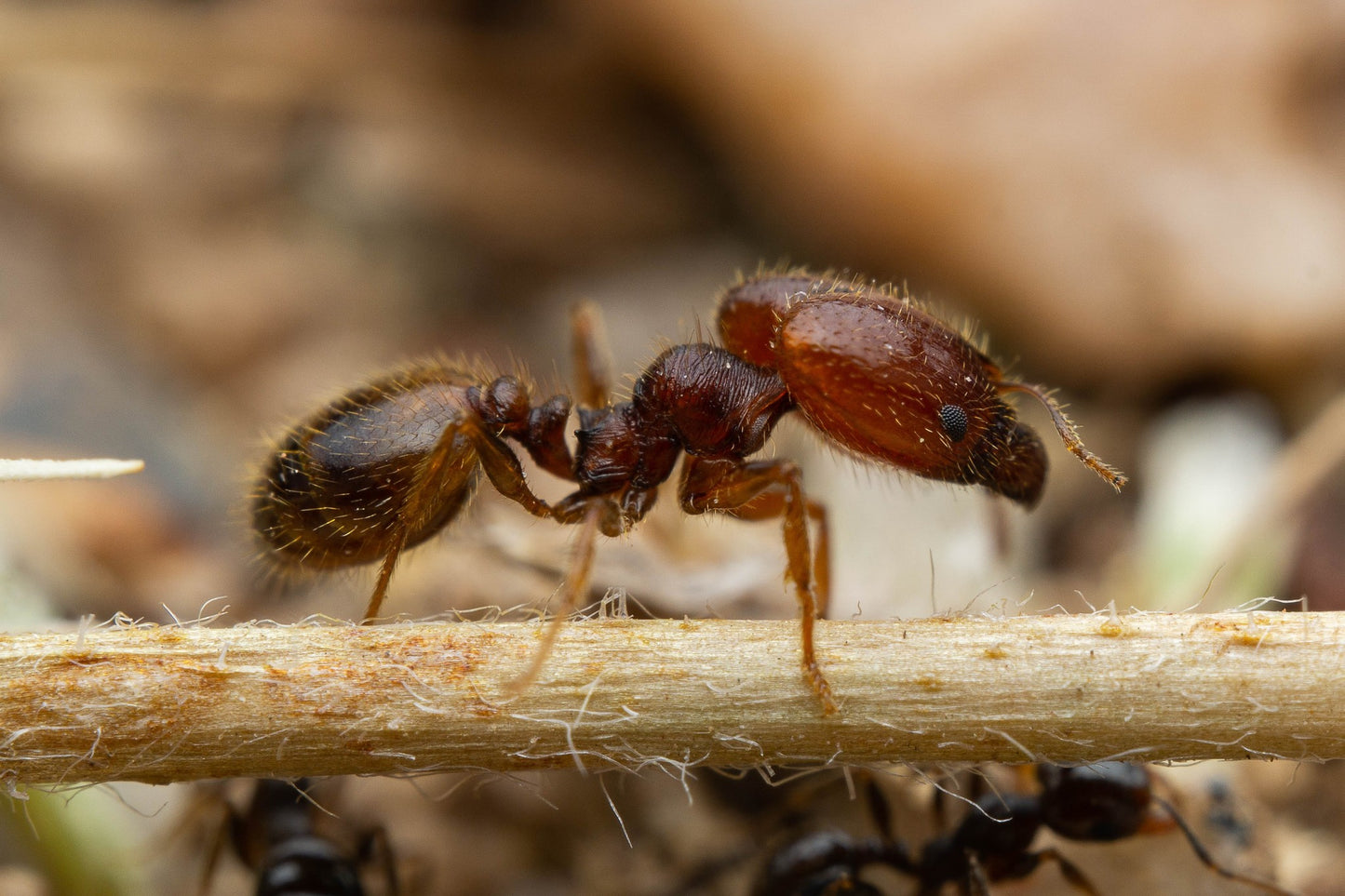 Pheidole xerophila