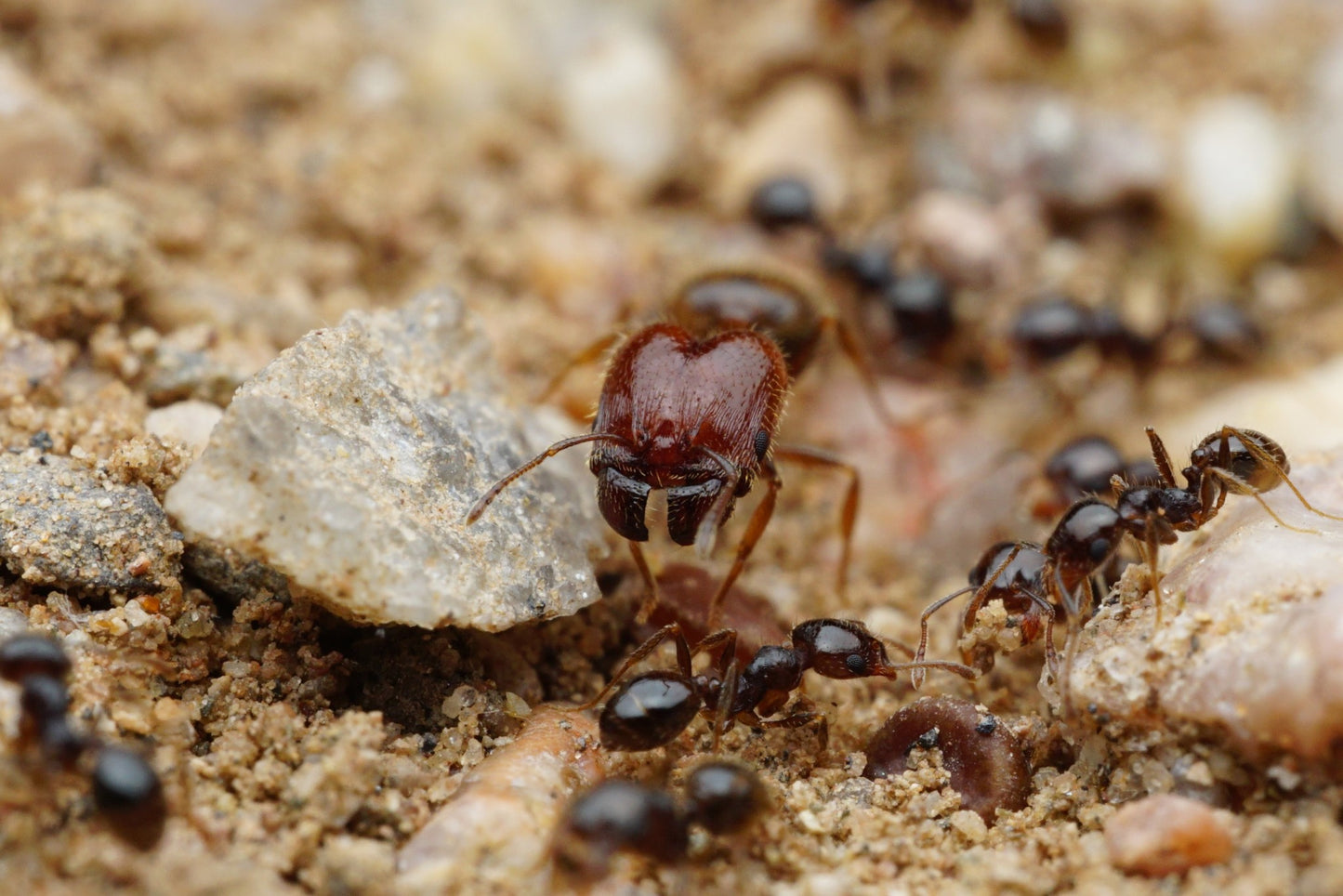 Pheidole xerophila