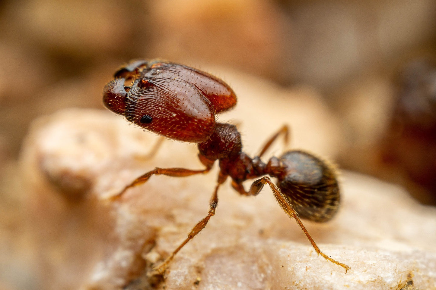 Pheidole xerophila