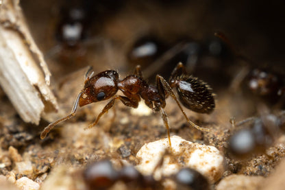 Pheidole xerophila