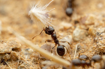 Pheidole xerophila