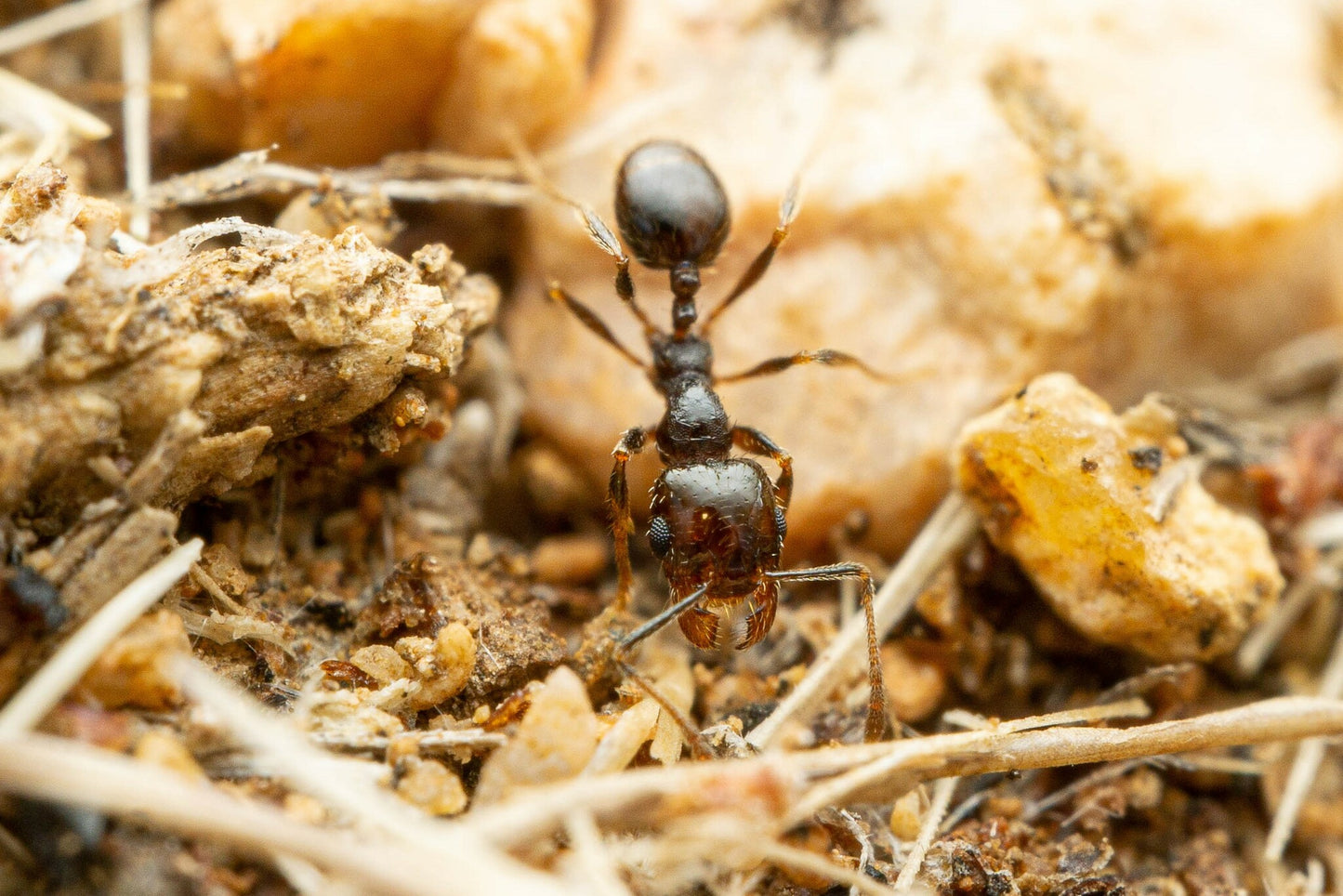 Pheidole xerophila