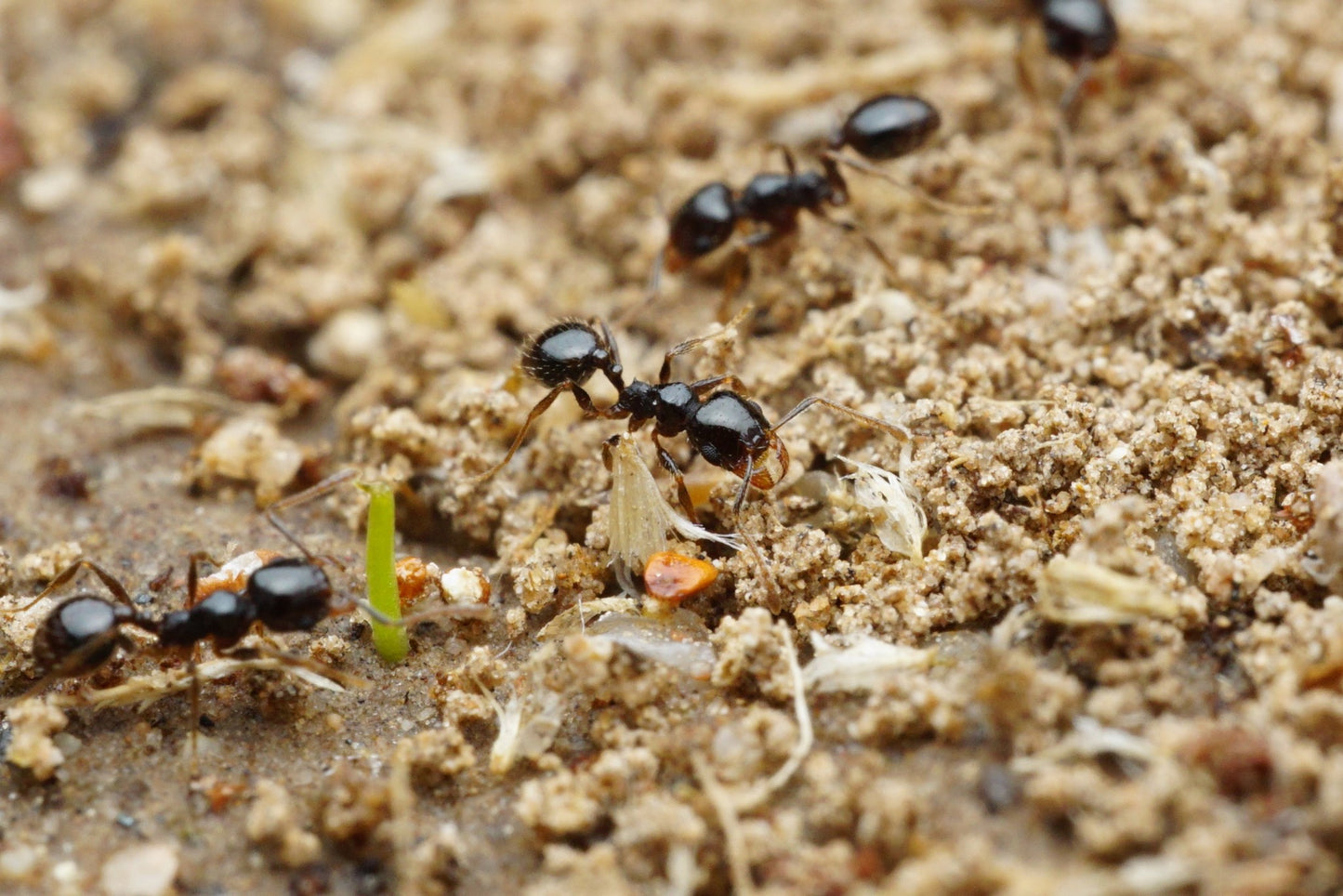 Pheidole xerophila