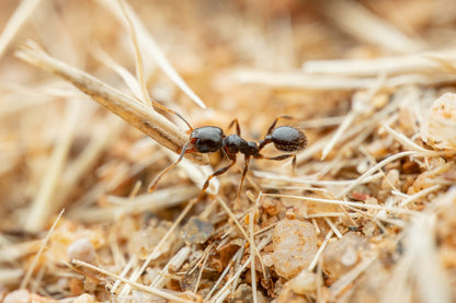 Pheidole xerophila