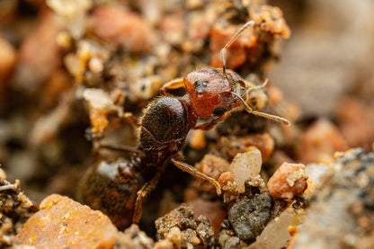 Pheidole xerophila