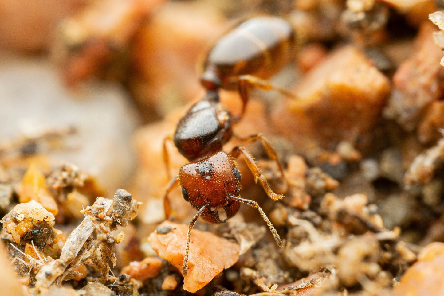 Pheidole xerophila