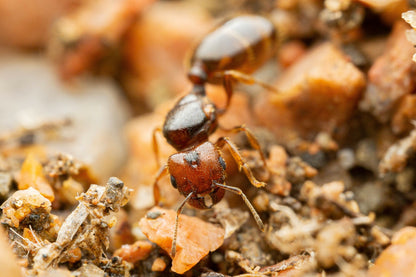 Pheidole xerophila